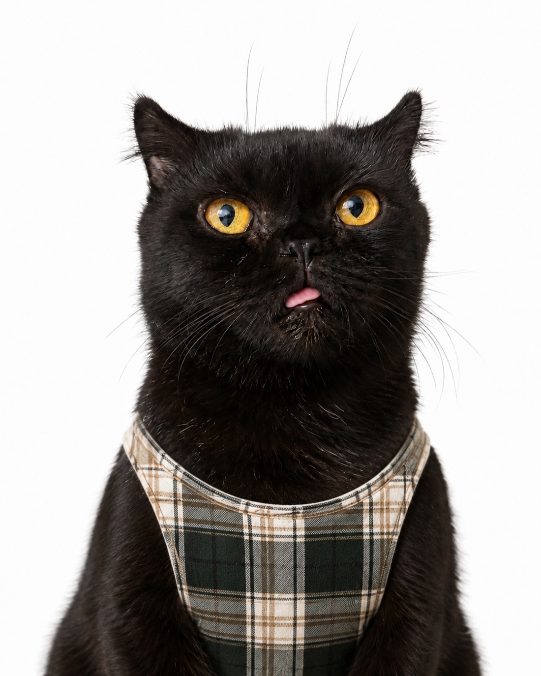 Portrait of Cahe, the studio cat